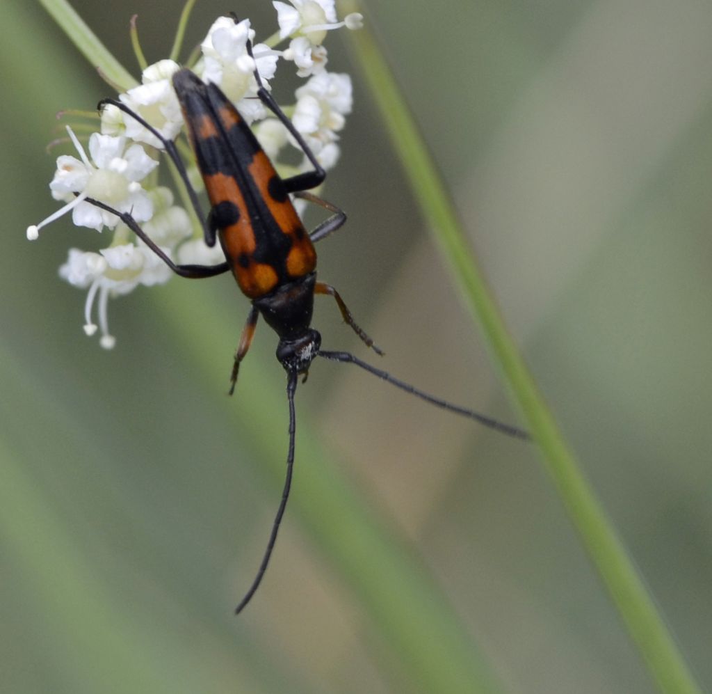 Stenurella septempunctata